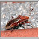 Rhopalus subrufus  - Glasfluegelwanze 02 7mm.jpg